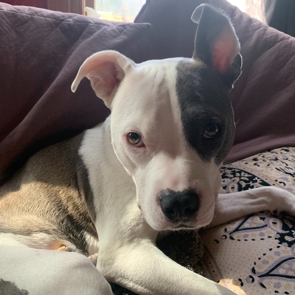 Meet your Posher, Caro